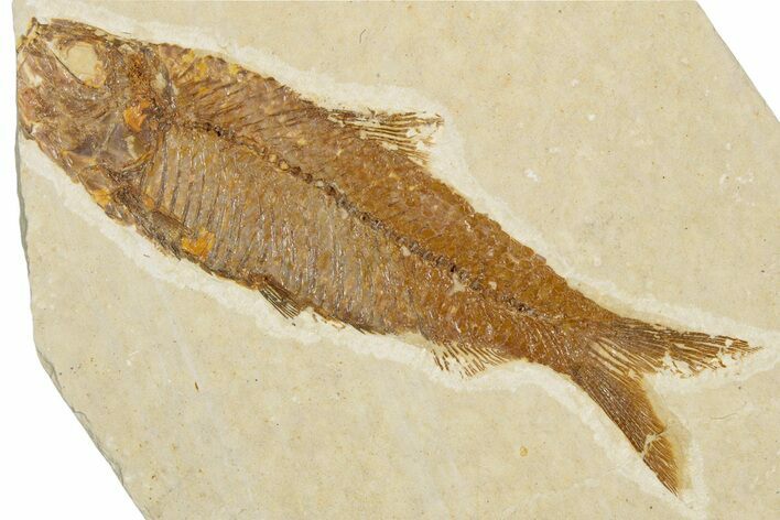 Bargain, Fossil Fish (Knightia) - Wyoming #355622